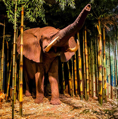 An elephant installation at the Milwaukee Public Museum.