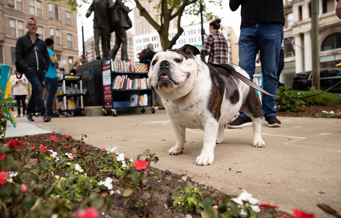 dog-park-milwaukee-downtown A dog on a leash.